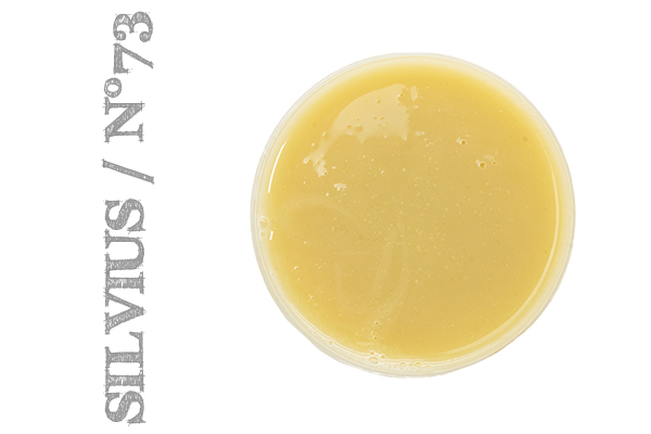 Silvius 73
